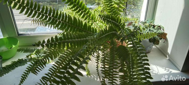 Папоротник