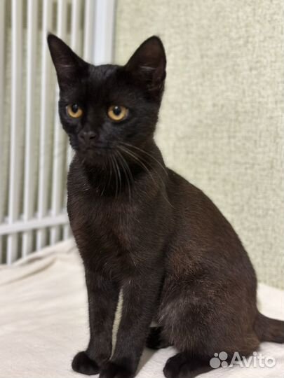 Шоколадный кот 6 мес