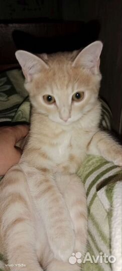 Котята в добрые руки приучены к лотку