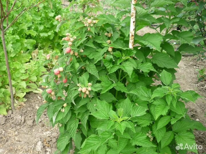 Малиновое дерево. Сорт Таруса