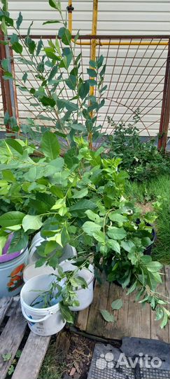 Саженцы вишни