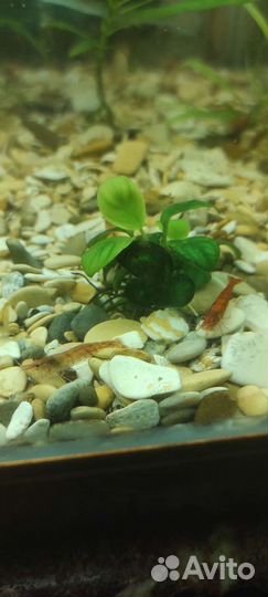 Улитка хелена, креветки Вишенки