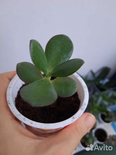 Толстянка (денежное дерево)