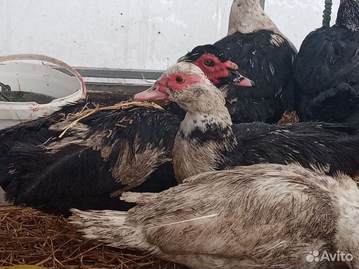 Селезни, утки