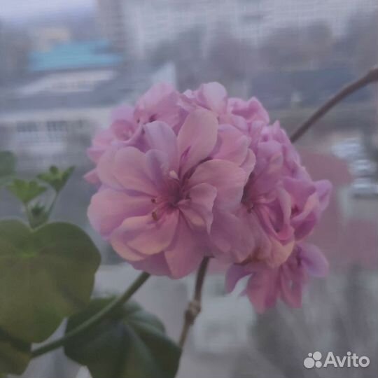 Пеларгония герань(разные сорта) в кашпо