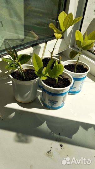 Лимон плодоносящий