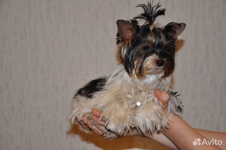 Бивер терьер мини