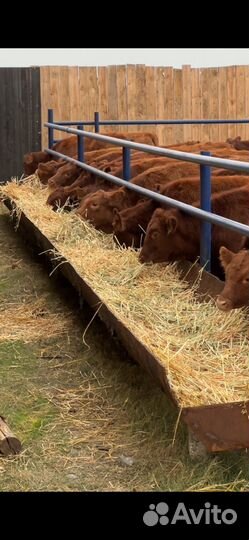 Телки лимузин