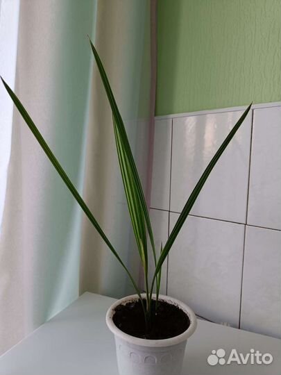 Финиковая пальма