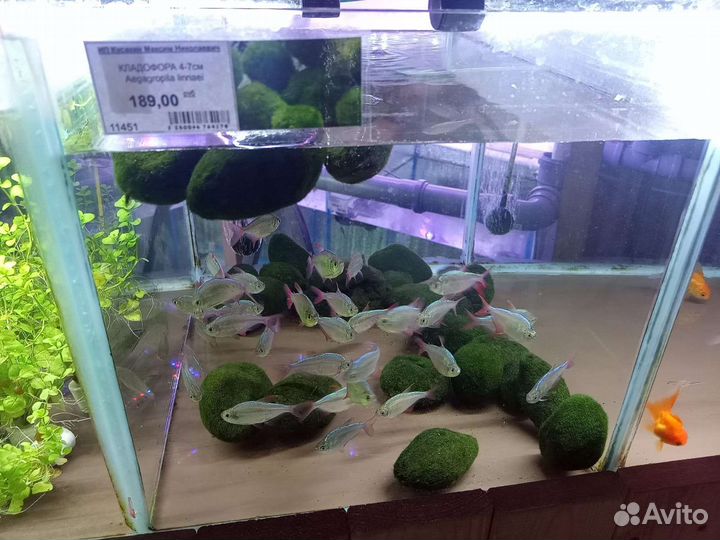 Рыбки и растения в ассортименте магазина