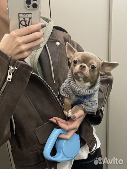 Вязка кобель чихуахуа