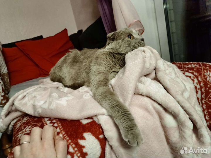 Британка