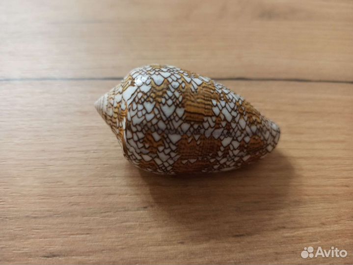 Морская раковина