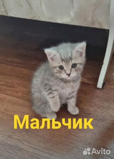 Котята в дар малтчики