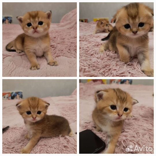 Золотые котята