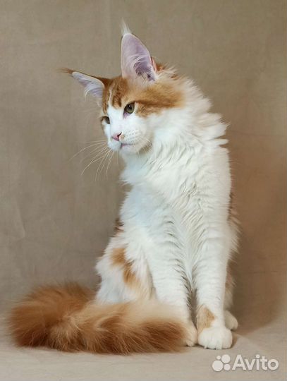 Котята мейн-кун