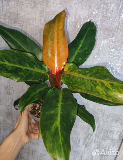Филодендрон Карамель крем