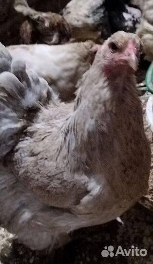 Инкубационное яйцо