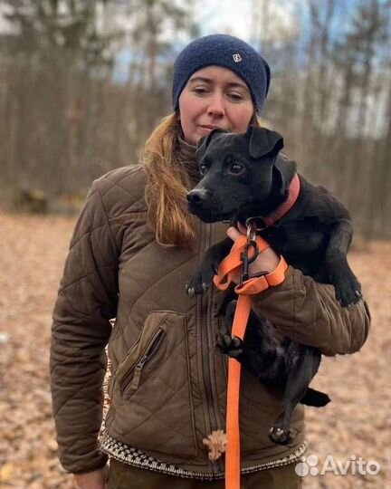 Паттердейл терьер