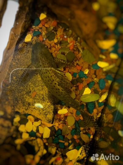 Сом синодонтис