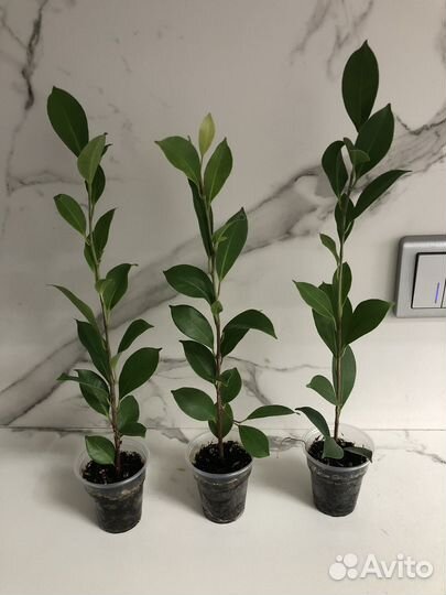 Детки Фикуса Микрокарпа Мокламе, Бенджамина