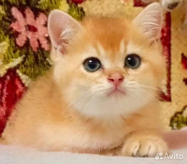 Шотландские котята