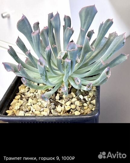 Суккуленты, сотовые эхеверии