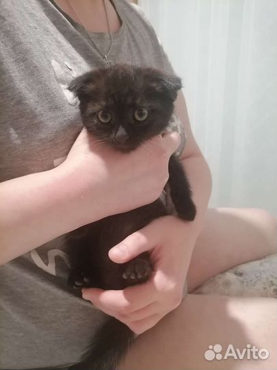 Шотландская