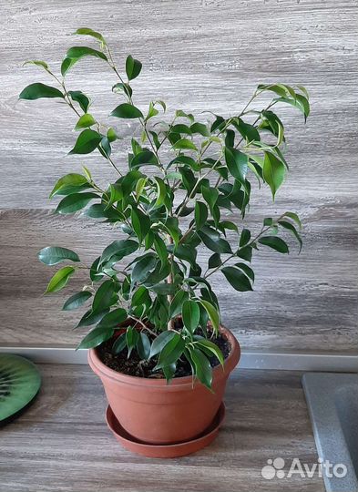 Фикус бенджамина