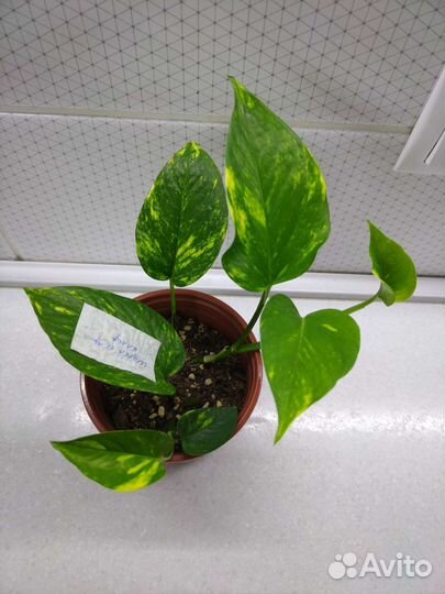 Сциндапсусы