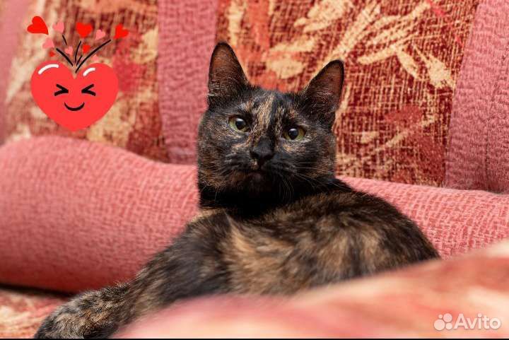 Агнесса в дар)