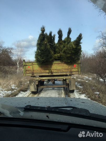 Сосна крупномер зкс