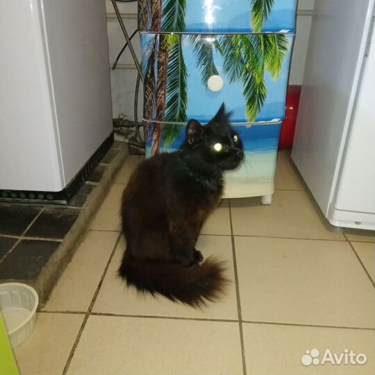 Приблудилась кошка