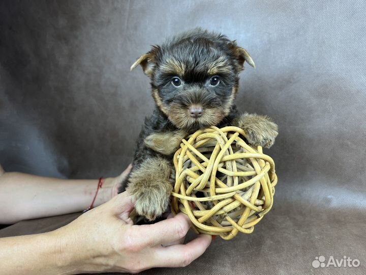 Шоколадные и черные йорки