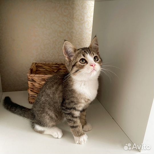 Котенок девочка ищет дом