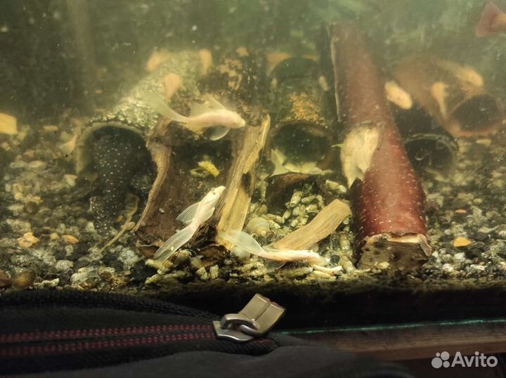 Анциструс вуалевый L-144 производ и молодежь