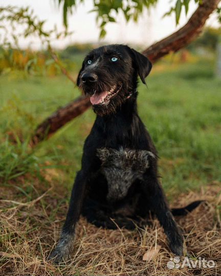 Собака в добрые руки