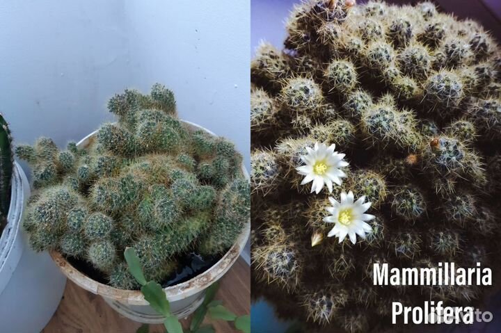 Крестовник Роули, Арбузик Senecio Herreianus