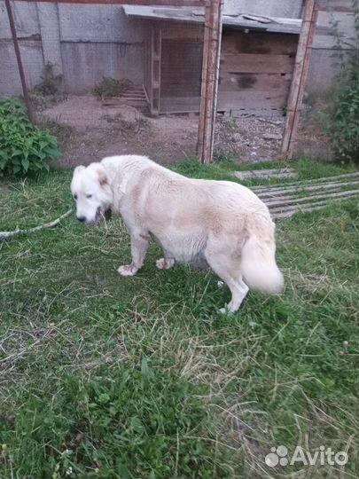 Армянский гампр щенки