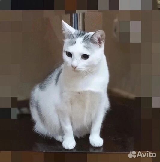 Кошечка в добрые руки