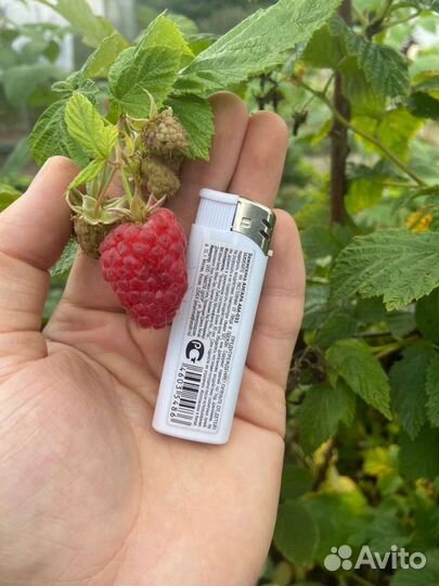 Саженцы малины