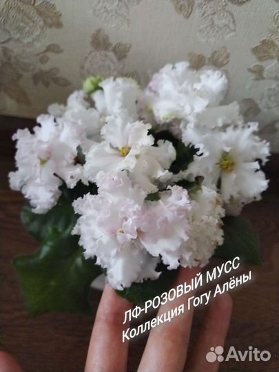 Фиалки Детки