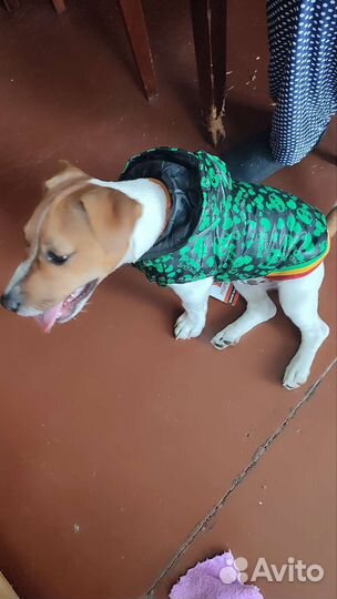 Куртка для маленькой собаки