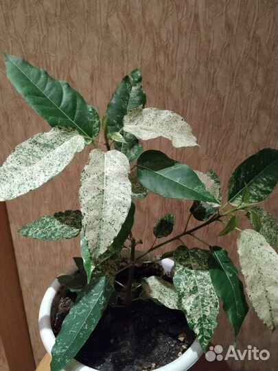 Фикусы сортовые
