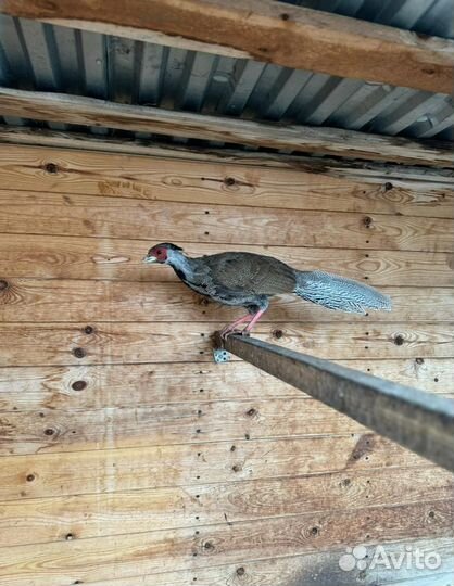 Серебряный фазан