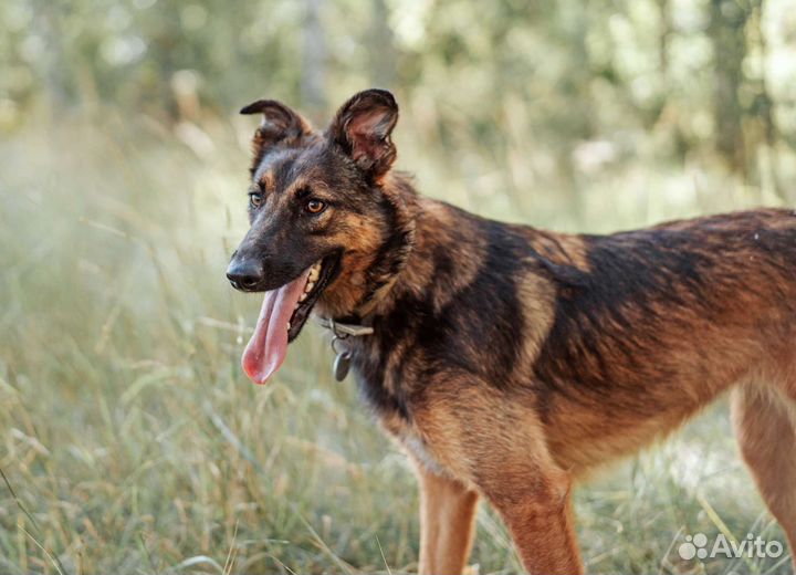 Красивая собачка ищет дом