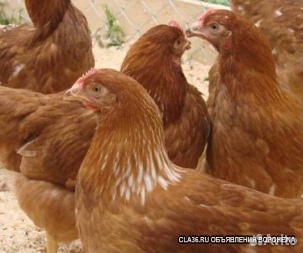 Домашняя птица