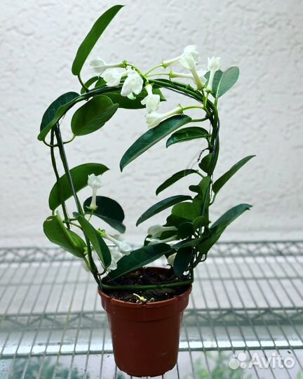 Стефанотис Флорибунда Жасмин (ароматный)