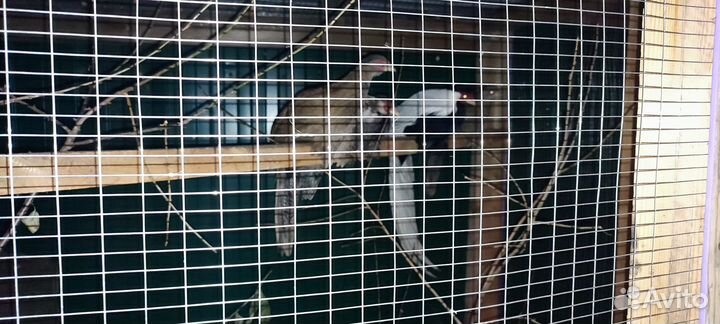 Серебряный фазан