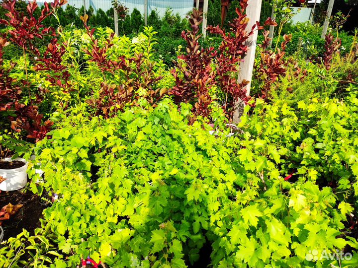 Черемуха краснолистная Шуберта